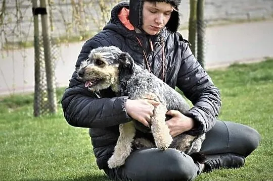 Młody wesoły piesek szuka kochającego i odpowiedzialnego domku na zawsze, Wielkopolskie, Poznań