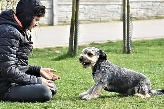 Młody wesoły piesek szuka kochającego i odpowiedzialnego domku na zawsze, Wielkopolskie, Poznań