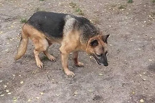 Łagodny, starszy piesek potrzebuje wyrozumiałego d
