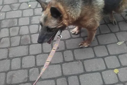 Łagodny, starszy piesek potrzebuje wyrozumiałego d