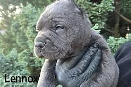 Bandog American Corso