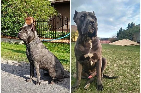Bandog American Corso, Lubelskie, Tuczna