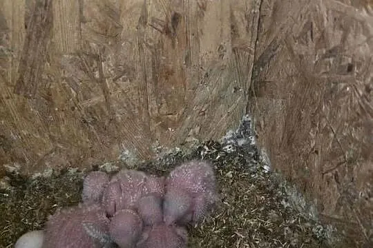 Mnicha nizinna do ręcznego karmienia, Zachodniopomorskie, Lubanowo