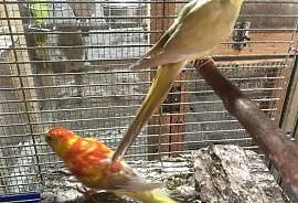 Papugi Świergotki rubino para, Głowno