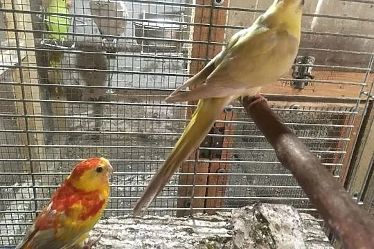 Papugi Świergotki rubino para, Głowno
