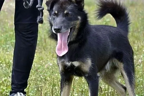 Irysek to smutny i nieszczęśliwy piesek...,  małop