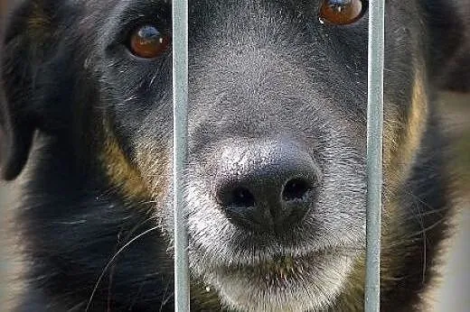 Irysek to smutny i nieszczęśliwy piesek...,  małop
