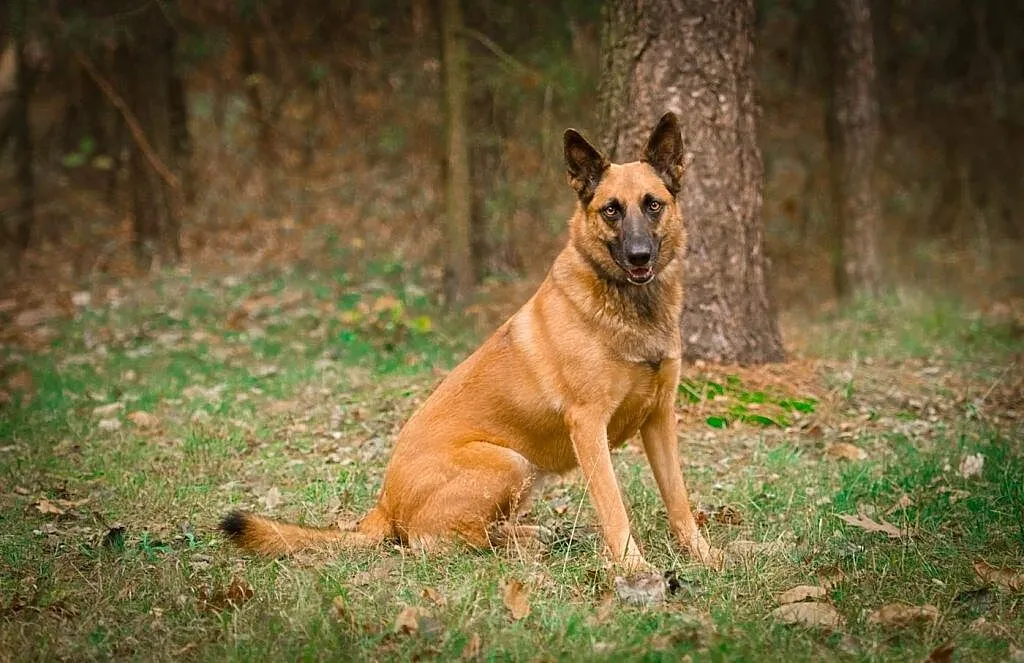 Tequila, mądra, wychowana i ułożona MALINOIS mix