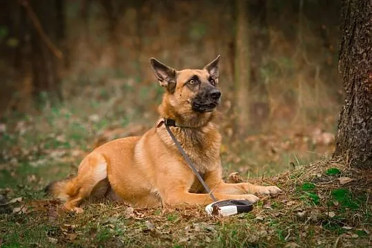 Tequila, mądra, wychowana i ułożona MALINOIS mix