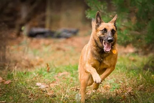Tequila, mądra, wychowana i ułożona MALINOIS mix