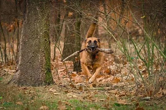 Tequila, mądra, wychowana i ułożona MALINOIS mix