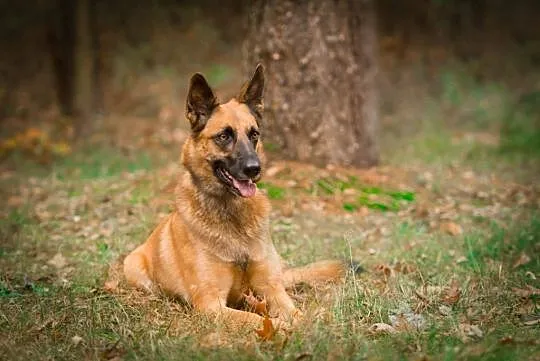 Tequila, mądra, wychowana i ułożona MALINOIS mix