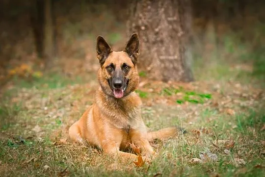 Tequila, mądra, wychowana i ułożona MALINOIS mix