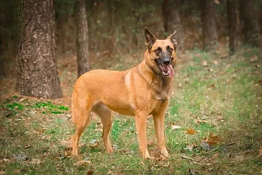 Tequila, mądra, wychowana i ułożona MALINOIS mix