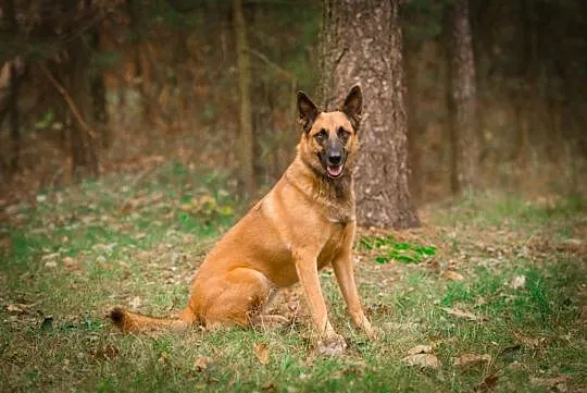Tequila, mądra, wychowana i ułożona MALINOIS mix