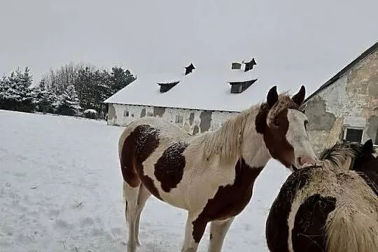 Klacz Maja, Podkarpackie, Nowy Lubliniec