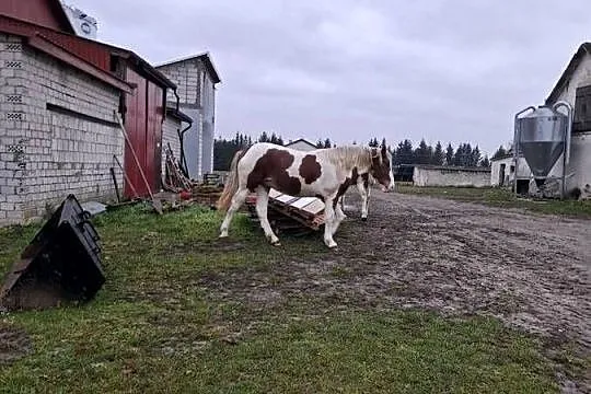 Klacz Maja, Podkarpackie, Nowy Lubliniec