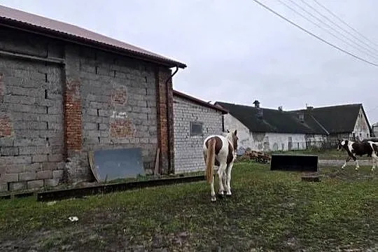 Klacz Maja, Podkarpackie, Nowy Lubliniec