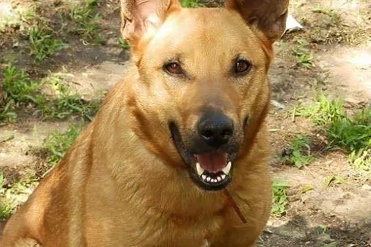 Dobrze wychowany, wesoły i pozbawiony agresji Dino - adoptuj!
