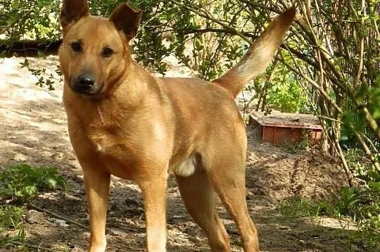 Dobrze wychowany, wesoły i pozbawiony agresji Dino