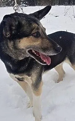LUNA - po 7 latach życia na krótkim łańcuchu szuka domu!, Mazowieckie, Warszawa