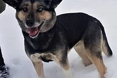 LUNA - po 7 latach życia na krótkim łańcuchu szuka domu!, Mazowieckie, Warszawa