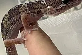 Gekon lamparci