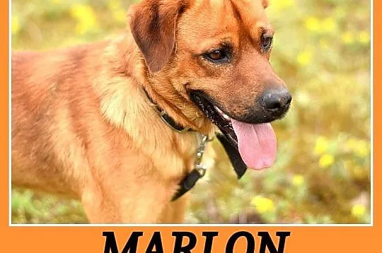 MARLON, sredni 15 kg, wesoły, chetny do zabawy psi