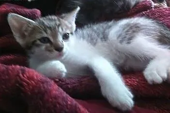 Kotek Totek do adopcji ,  Koty pospolite cała Polska