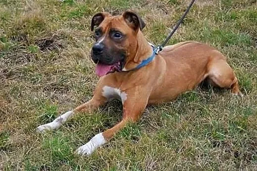Grzeczny przystojniak Aleks - mix boksera ADOPCJA,