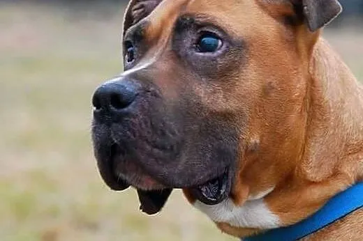 Grzeczny przystojniak Aleks - mix boksera ADOPCJA,