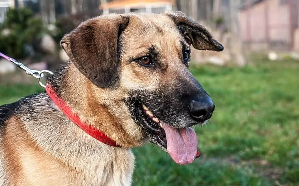Owczarkowata łagodna Sara do adopcji!