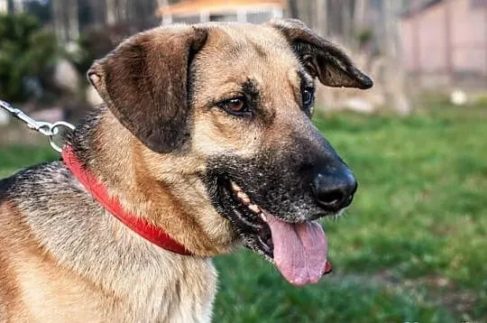 Owczarkowata łagodna Sara do adopcji!