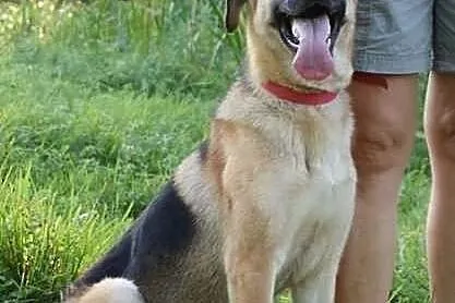 Owczarkowata łagodna Sara do adopcji!