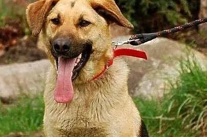 Owczarkowata łagodna Sara do adopcji!
