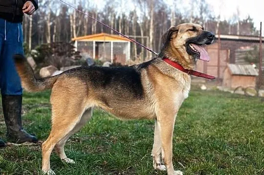 Owczarkowata łagodna Sara do adopcji!