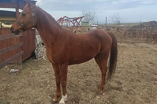 Ogier czystej krwi arabskiej CZAMANSUR
