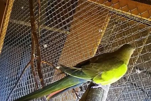 Papugi Księżniczki Walii Zielone Para z 2017, Malawa