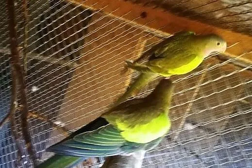 Papugi Księżniczki Walii Zielone Para z 2017, Malawa