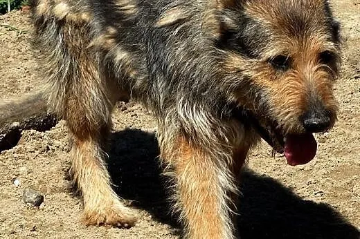 Sierściuch MESSI szuka domu!!!,  mazowieckie Warszawa