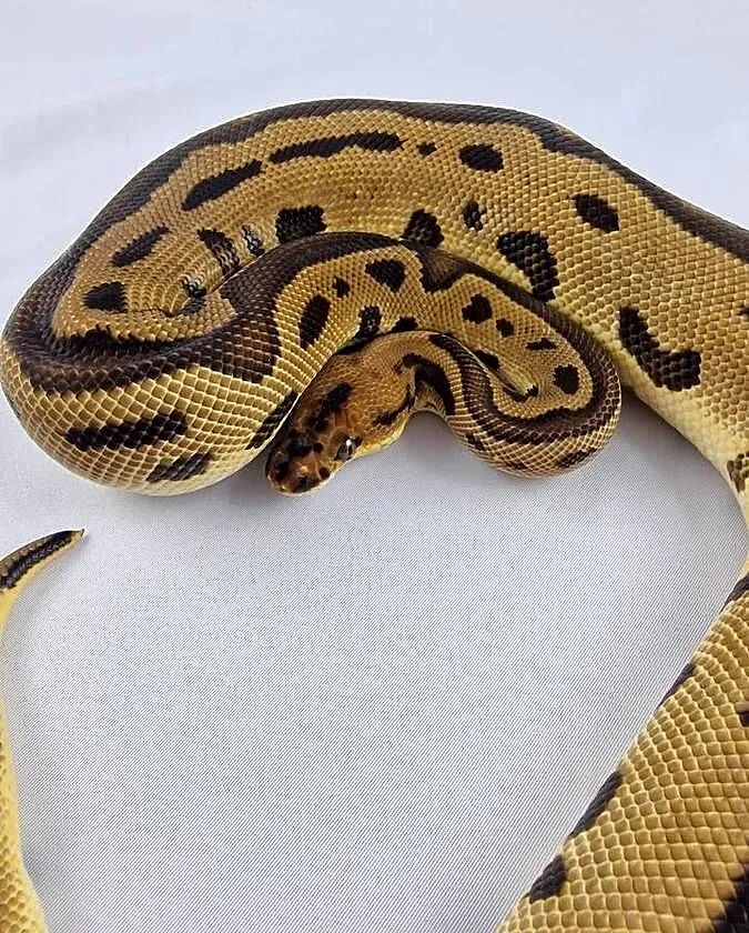 Pyton królewski python regius samiec, Dolnośląskie, Wrocław