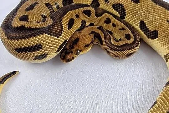 Pyton królewski python regius samiec, Dolnośląskie, Wrocław