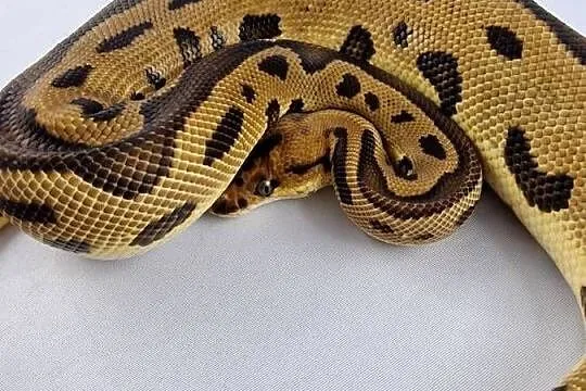 Pyton królewski python regius samiec, Dolnośląskie, Wrocław