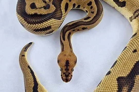 Pyton królewski python regius samiec, Dolnośląskie, Wrocław