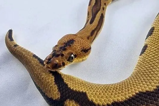 Pyton królewski python regius samiec, Dolnośląskie, Wrocław