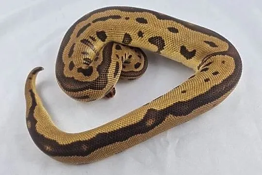 Pyton królewski python regius samiec, Dolnośląskie, Wrocław