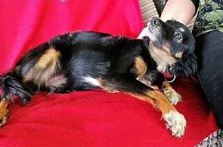 MALINKA - 7 kg, malutka, kochana sunia szuka domu, wielkopolskie Poznań, Wielkopolskie, Poznań
