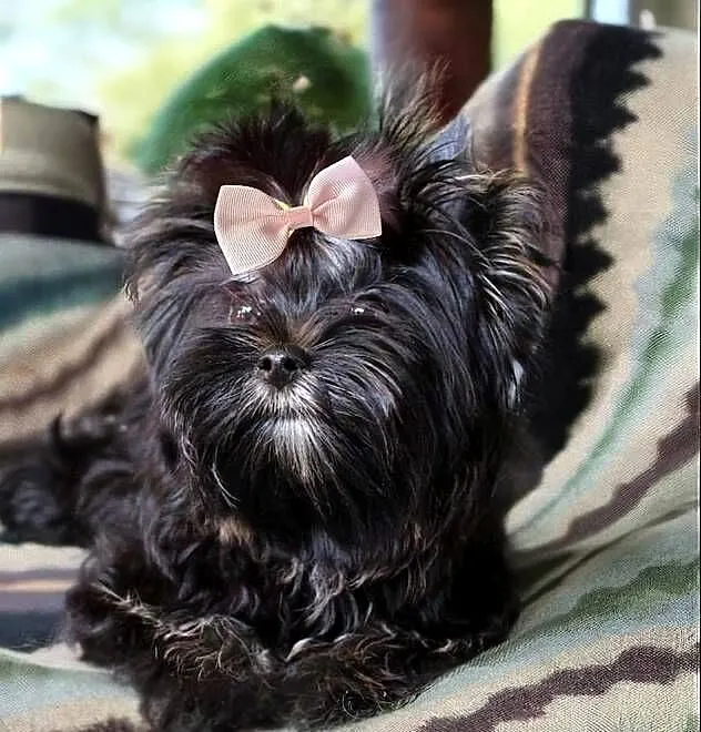 Sunia suczka york mini black Yorkshire terrier, Wielkopolskie, Poznań