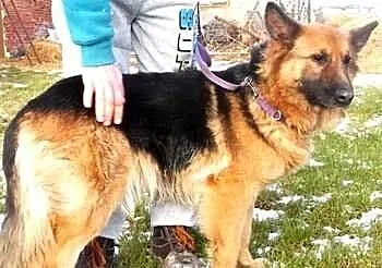 MONA - 3 letnia, piękna sunia w typie owczarka nie