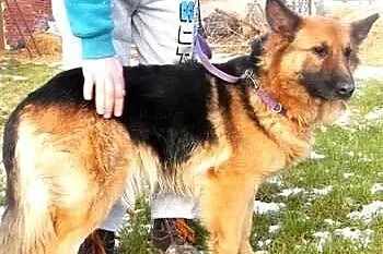MONA - 3 letnia, piękna sunia w typie owczarka niemieckiego do adopcji